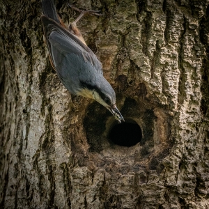 Redwell   28 05 2020   D500   Les 163.jpg